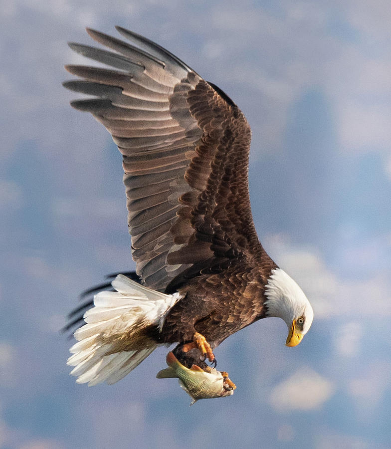 Eagle with Fish Photograph by Jami Bollschweiler Fine Art America