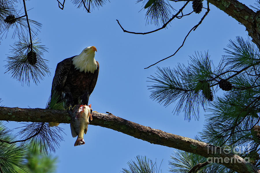 Eagle With Fish Photograph by Paul Mashburn