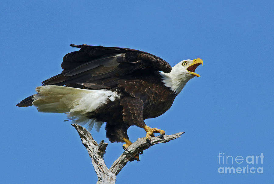 Eagle with Osprey Overhead Photograph by Larry Nieland