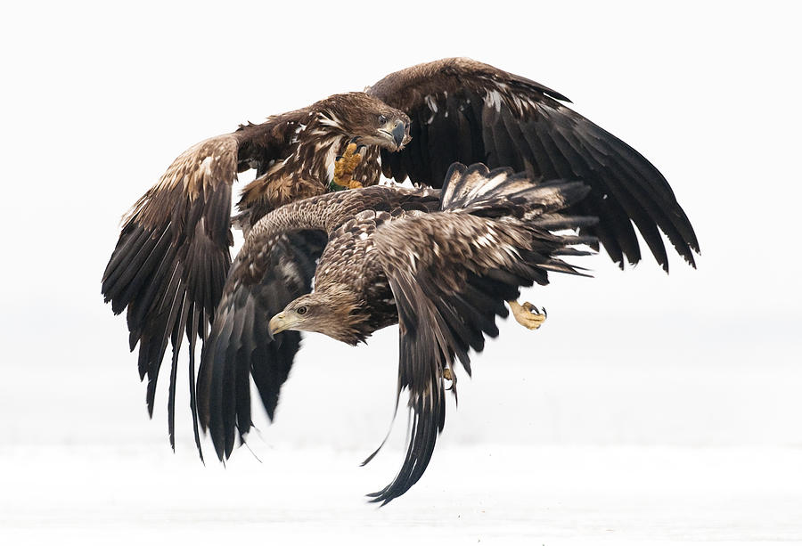 Eagles Photograph by Csaba Tokolyi
