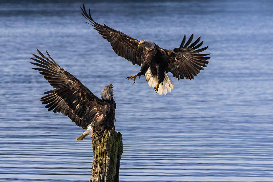 Eagles dance Photograph by Michelle Pennell