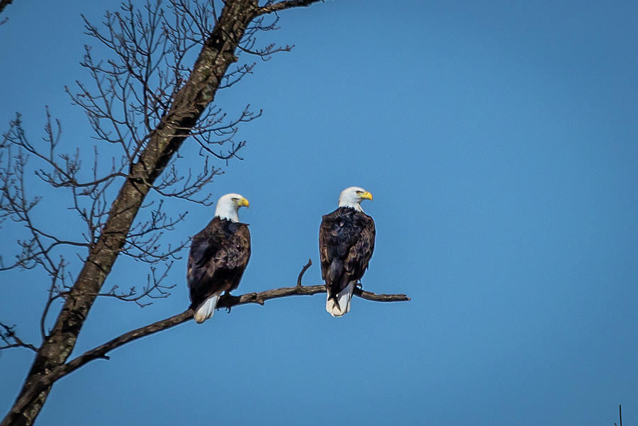 Eagles Photograph by David Wagenblatt
