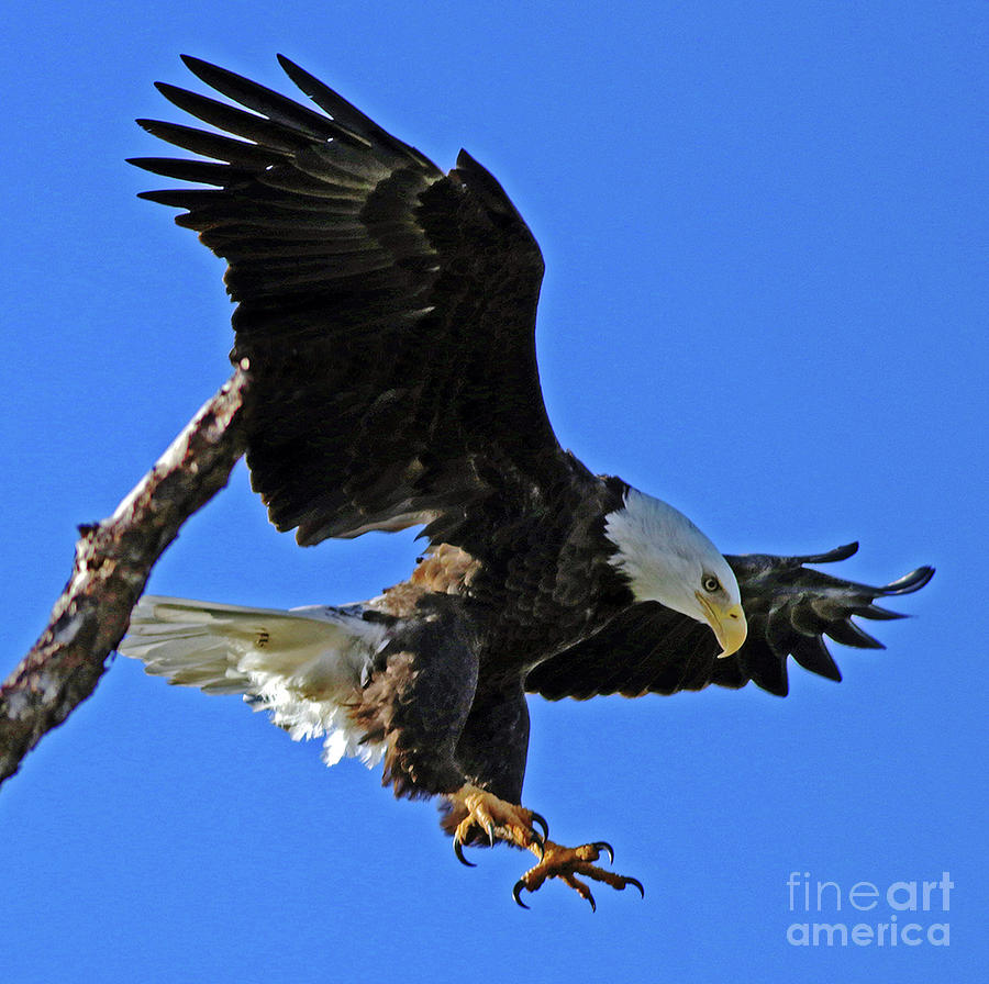 Eagle Photograph - Eagles descent  by Larry Nieland