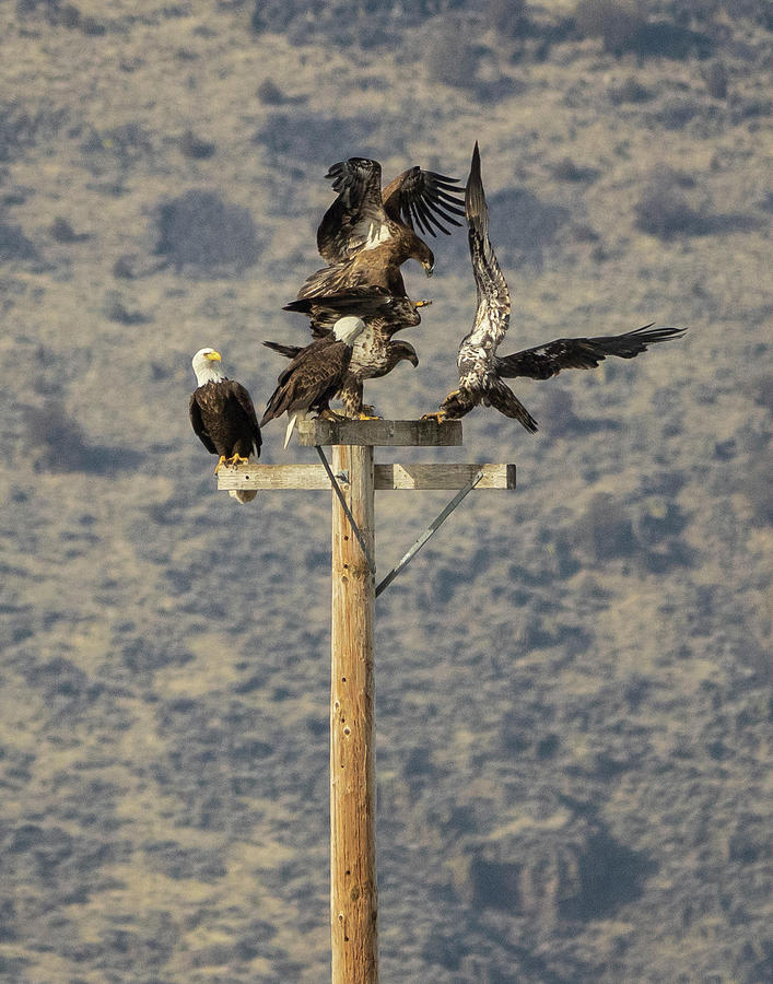 Eagles Photograph by Elizabeth Waitinas