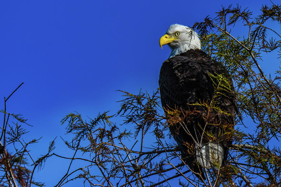 eagle eye viewer eagle eye viewer