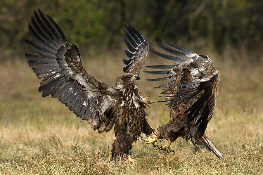 Eagles Fight Photograph by Marcel peta