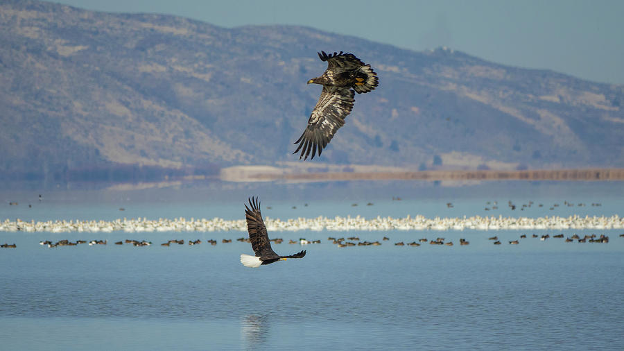 Eagles Fishing Photograph by Elizabeth Waitinas