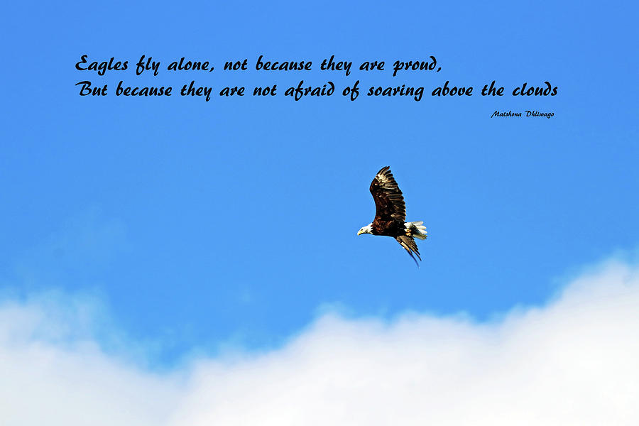 Eagles Fly Alone Photograph