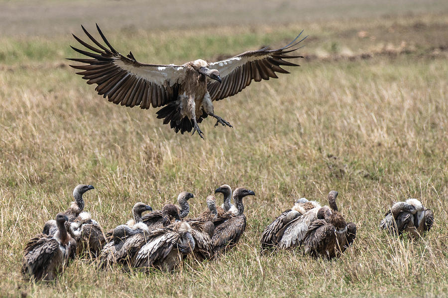 Nature Photograph - Eagles Gang by Ronen Rosenblatt