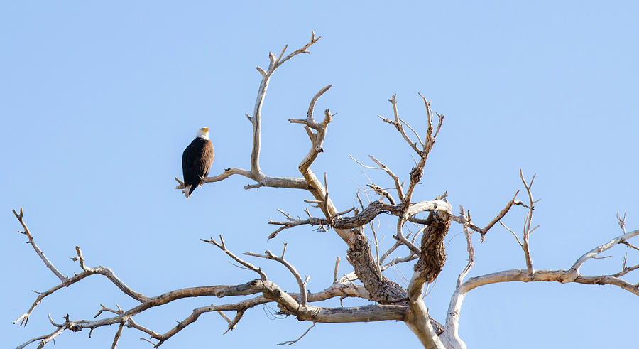 Eagles in Nest Arizona Photograph by Catherine Walters