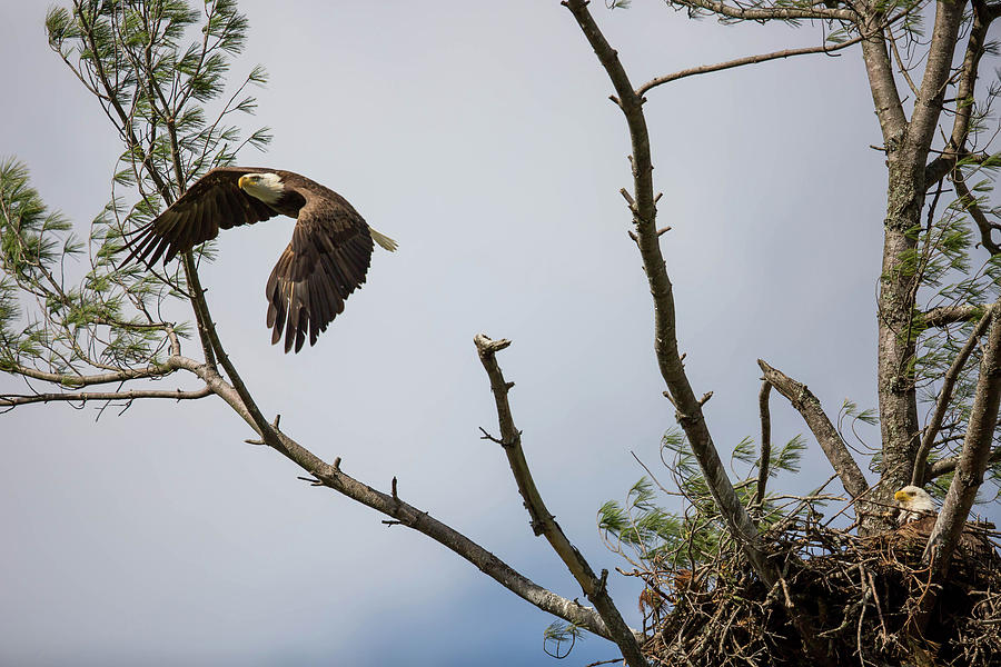Eagles Nest Photograph by Doug McPherson
