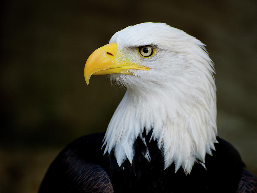 Eagles Piercing Look Photograph by Saffron Blaze