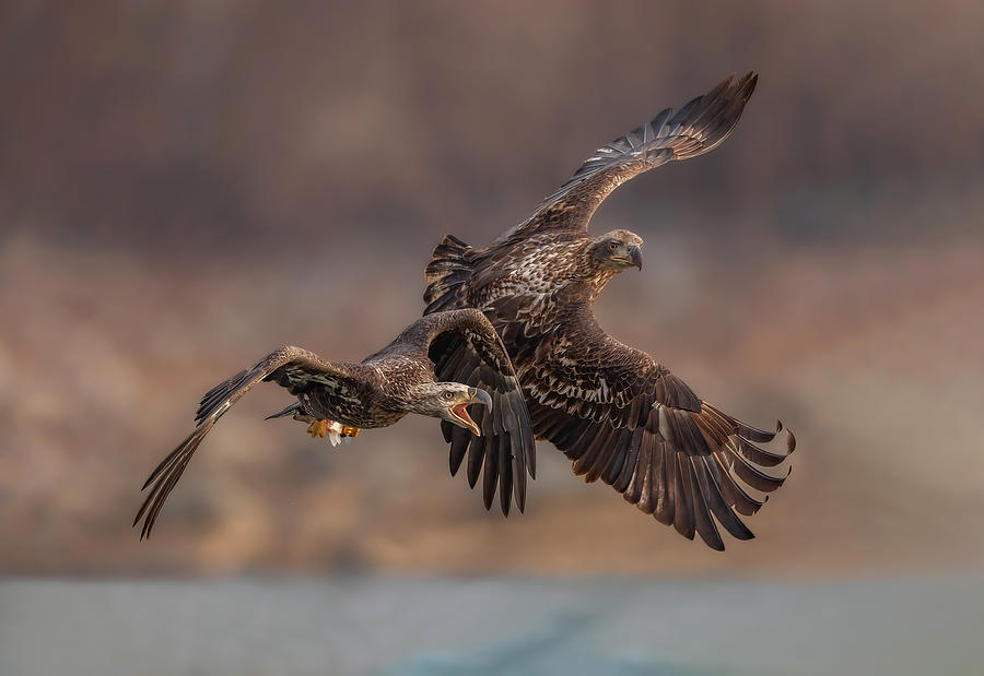 Eagles Playing Photograph by Tao Huang