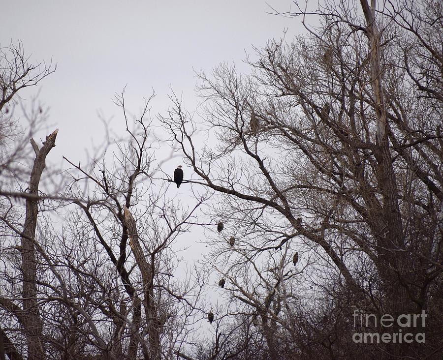 Eagles Roost Photograph by Anita Streich