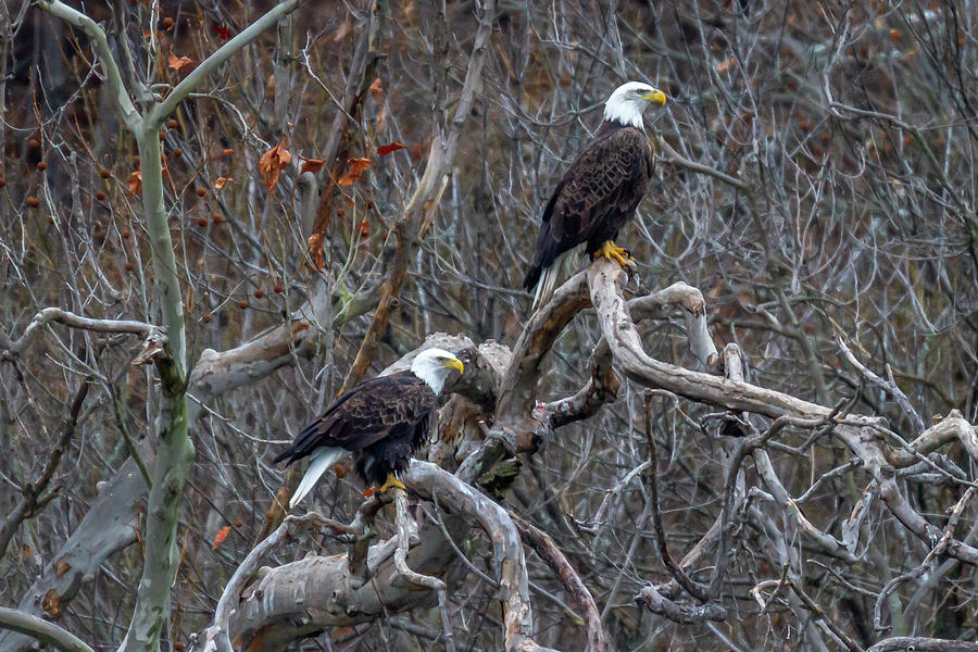 Eagles Watch Photograph by David Wagenblatt