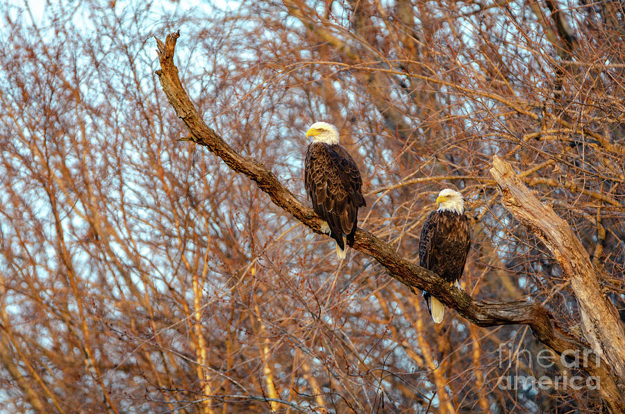 Eagles Watching the Sunset Photograph by Wild Fotos