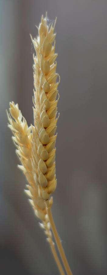 Ear of wheat Photograph by Scott Lyons