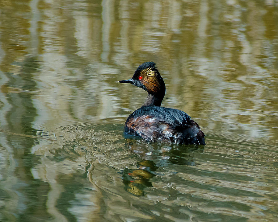 Eared Grebe On A Spring Swim Photograph by Yeates Photography