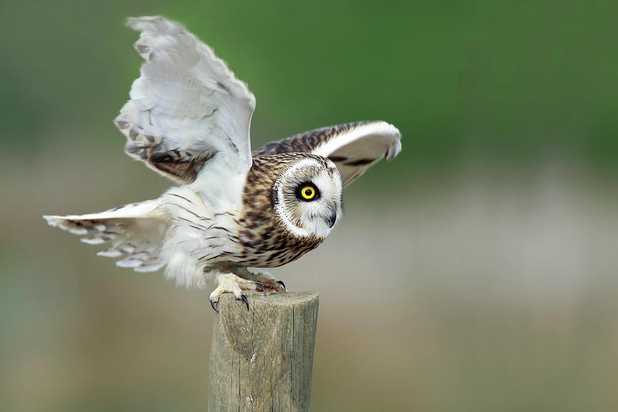 Eared Owl Flying Away Photograph by Mlorenzphotography
