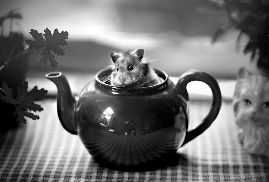 Tea Photograph - Earl Grey by Kapuschinsky
