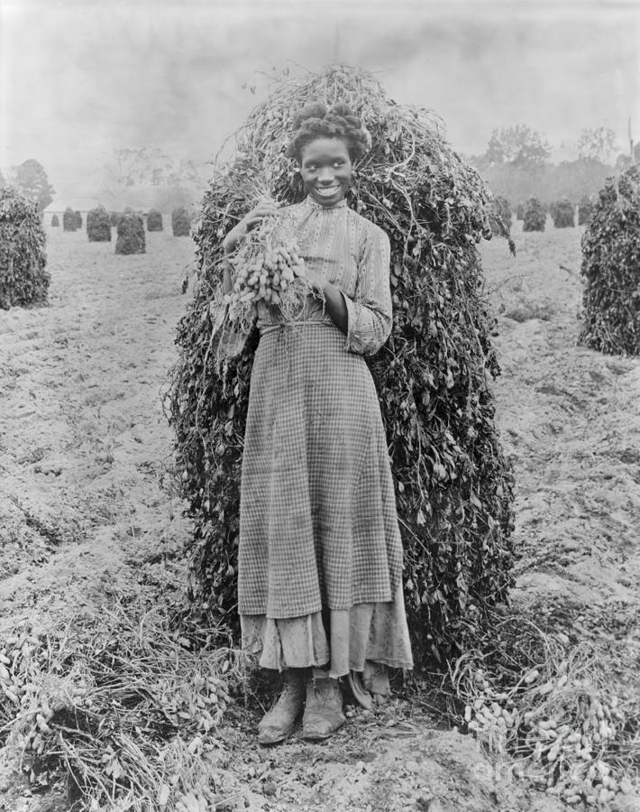 Early African American Girl On Peanut Photograph by Bettmann
