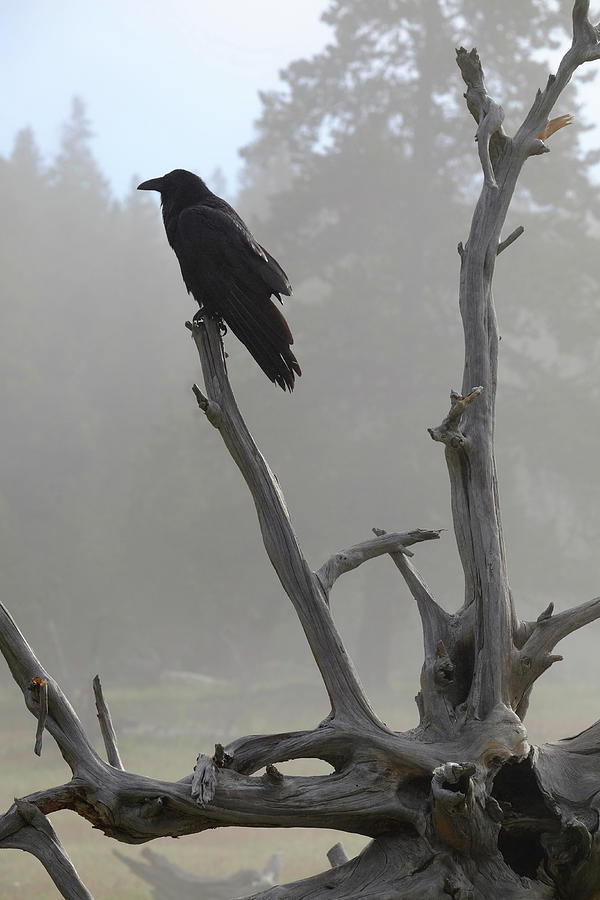 Early A.M. Raven Photograph by David Jenkinson