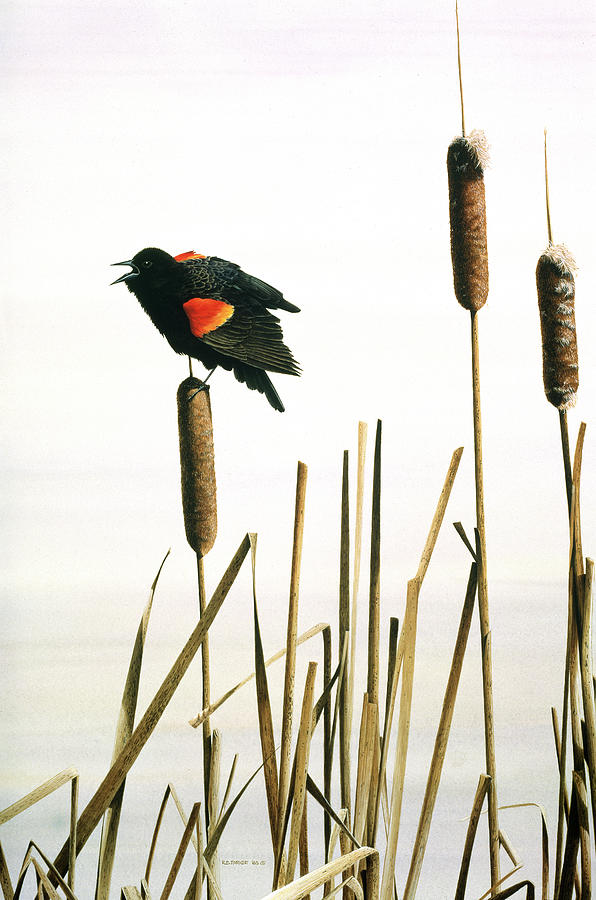 Early Arrival- Red- Winged Blackbird Painting by Ron Parker