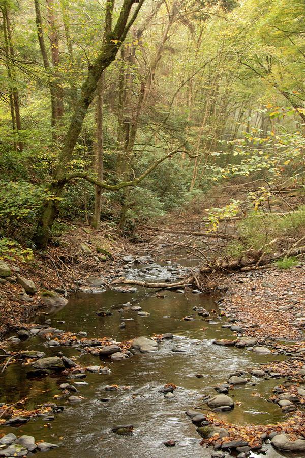 Early Autumn Morning At Dingmans Creek by Kristia Adams Early Autumn Morning At Dingmans Creek by Kristia Adams