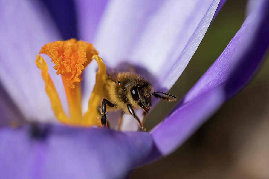 Early Bee Photograph by Robert Potts