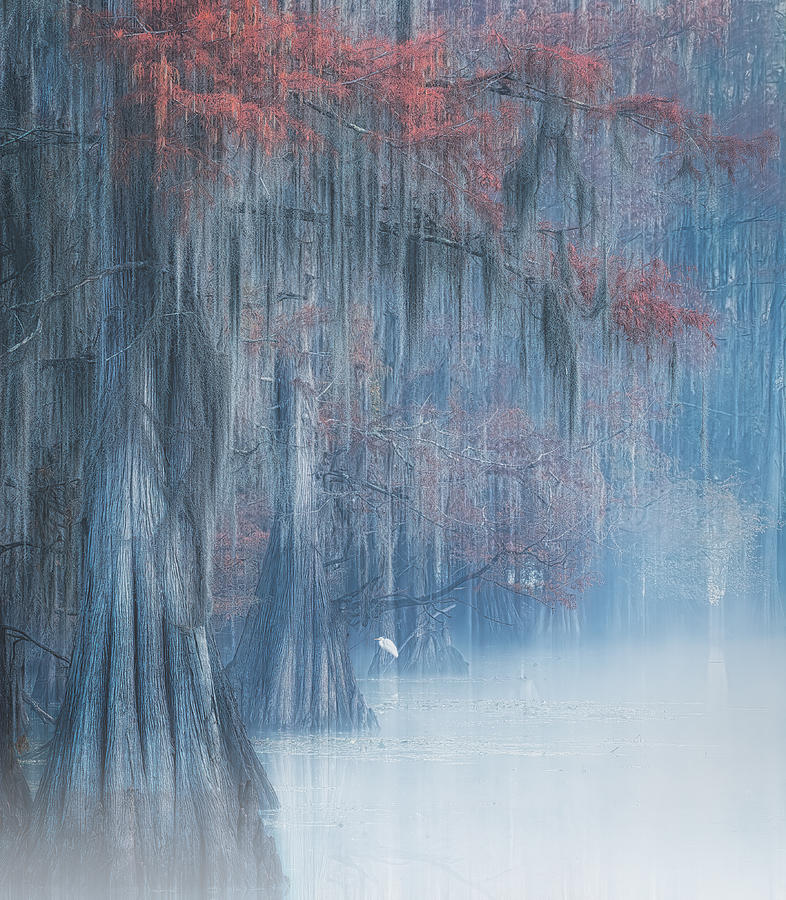 Tree Photograph - Early Bird by Alex Li