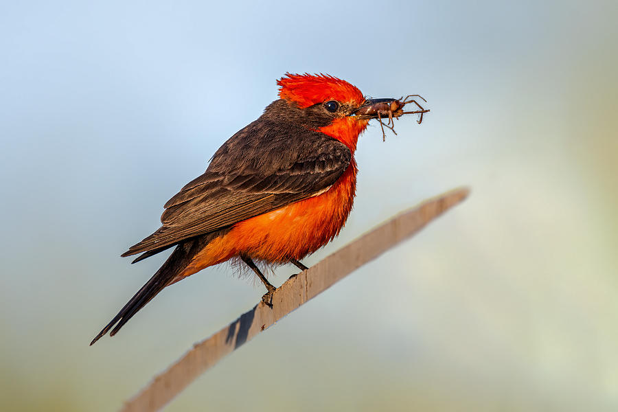 Flycatcher Photograph - Early Bird Gets Breakfast by Jian Xu