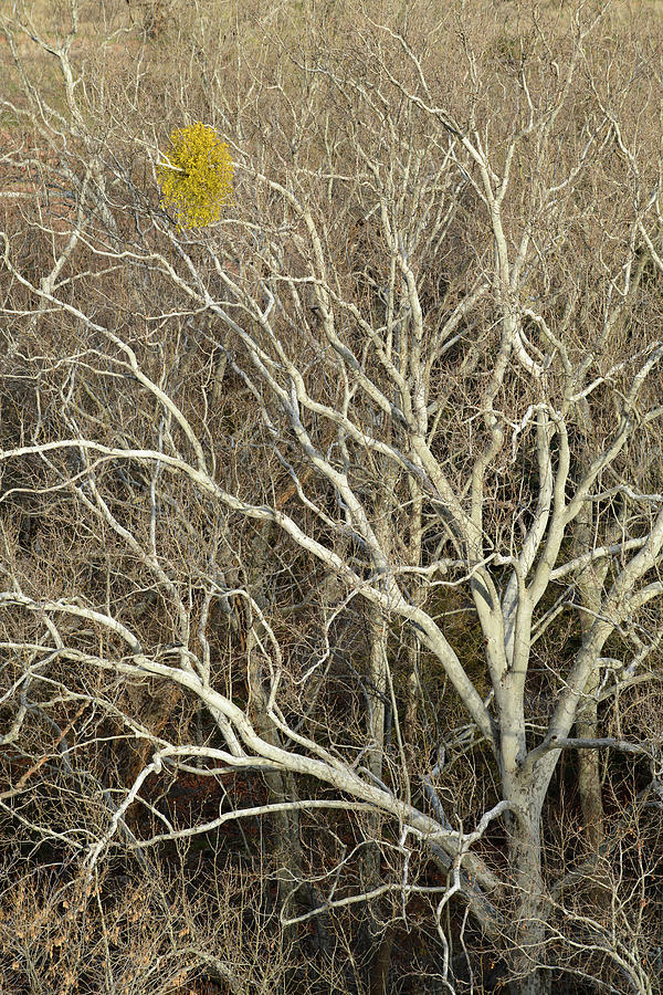 Early Bird Mistletoe Photograph by James Covello