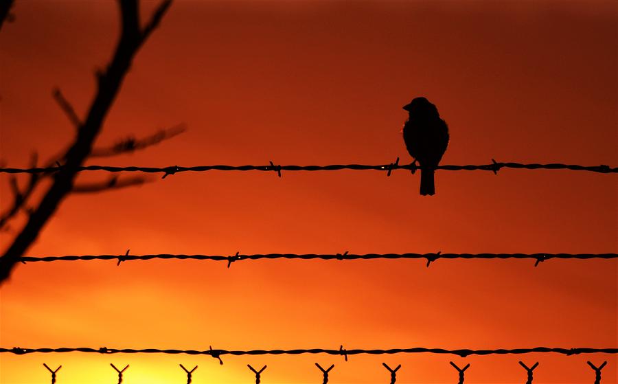 Early Bird Morning Photograph by John Glass