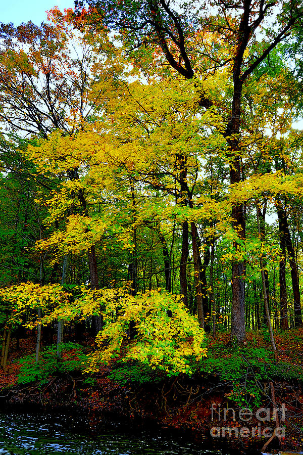 Early Color Of Autumn Morton Arboretum Lisle Il Photograph By Tim Jensen