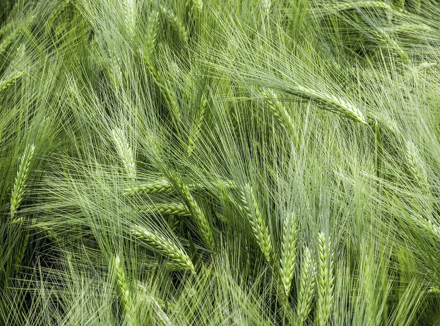 Early Ears Of Emmer Wheat Photograph by Eric Larrayadieu