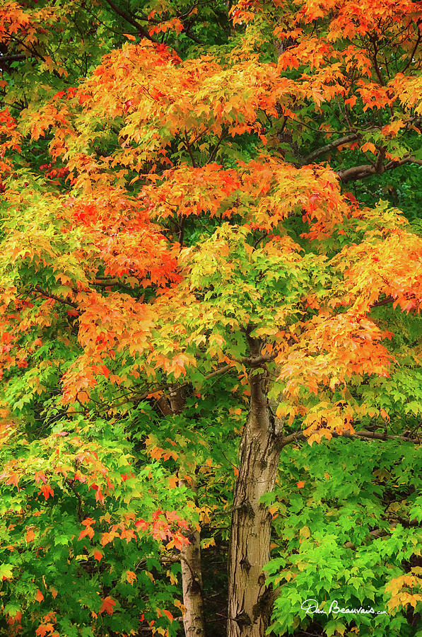 Early Fall Maple 2212 Photograph by Dan Beauvais