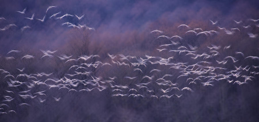 Geese Photograph - Early Flight by ??? / Austin Li