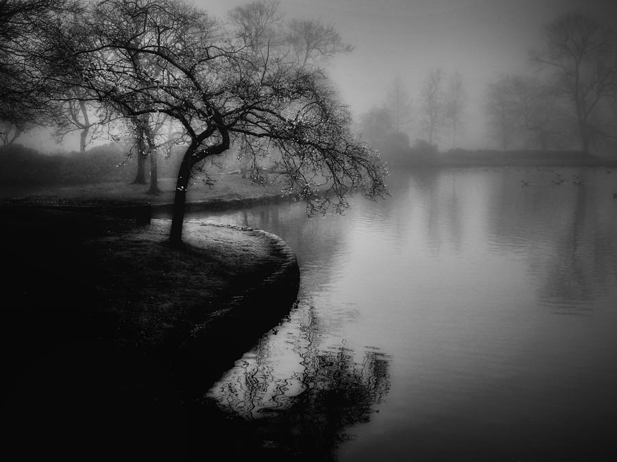 Early Flowering Tree Photograph by Bill Eiffert | Fine Art America