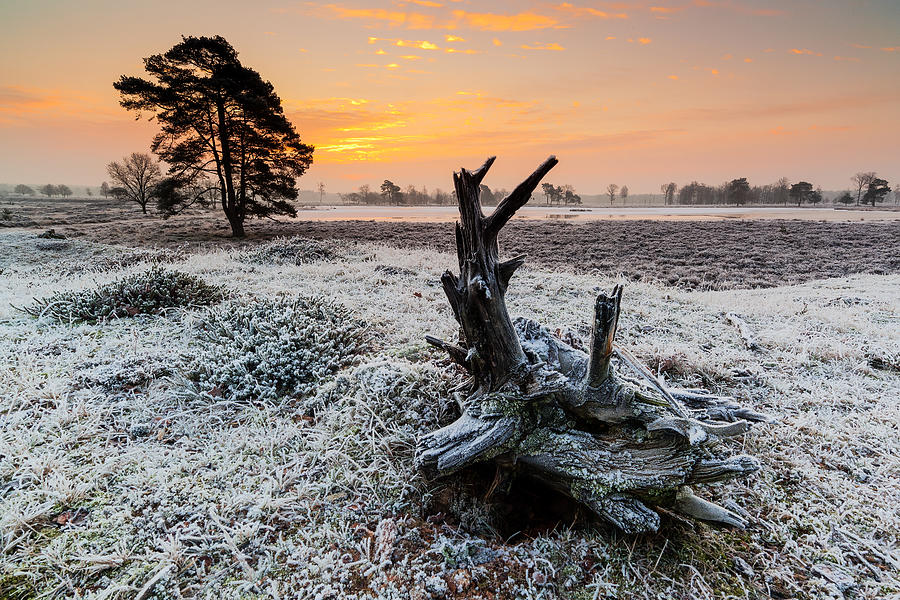 Nl Photograph - Early Frost by Hillebrand Breuker