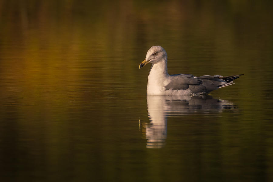 Animal Photograph - Early In Windless Morning by Doron Margulies