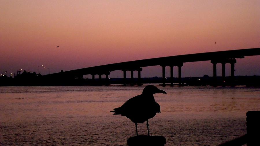 Seagull Photograph - Early Jersey Morning by Arlane Crump