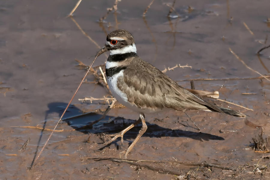 Early Killdeer Gets the Worm Photograph by Kathleen Bishop