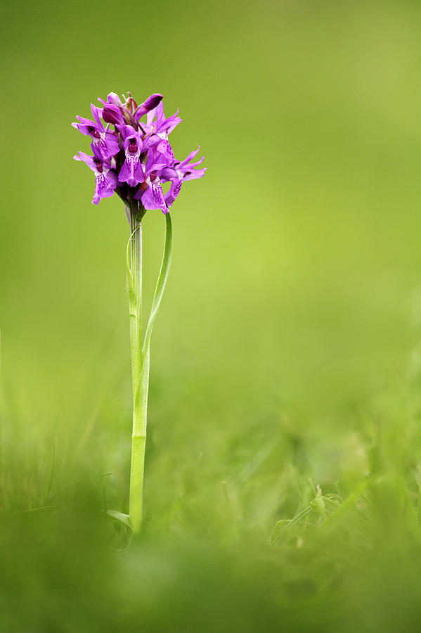 Early Marsh Orchid And Souther Marsh Photograph by David Clapp