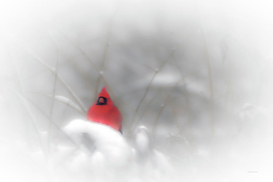 Early Morning Cardinal 1 Photograph by Diane Lindon Coy