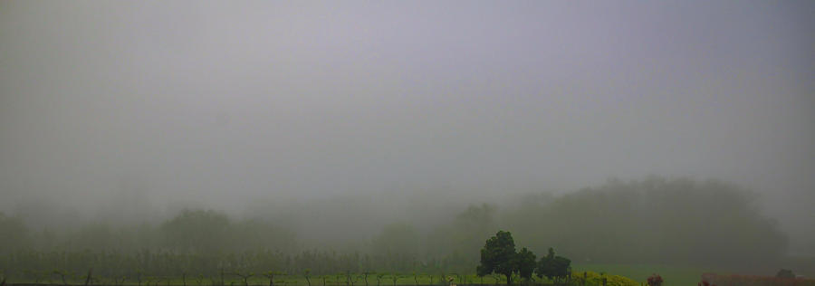 Early Morning Fog Over Vineyard Photograph by Rebecca Herranen
