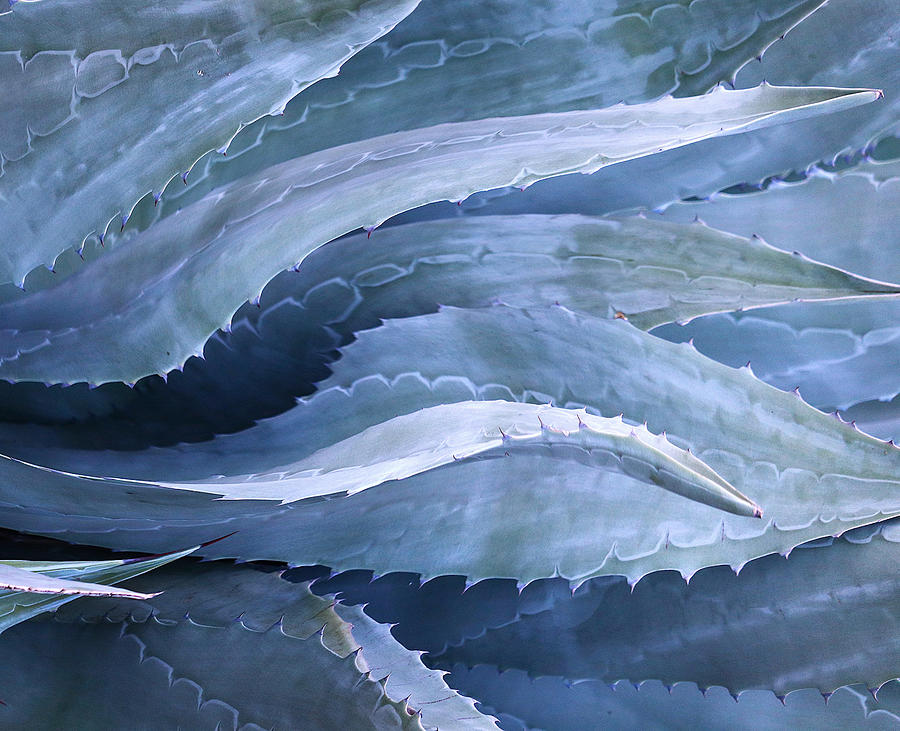 Abstract Photograph - Early Morning Agave Blues by Robin Wechsler
