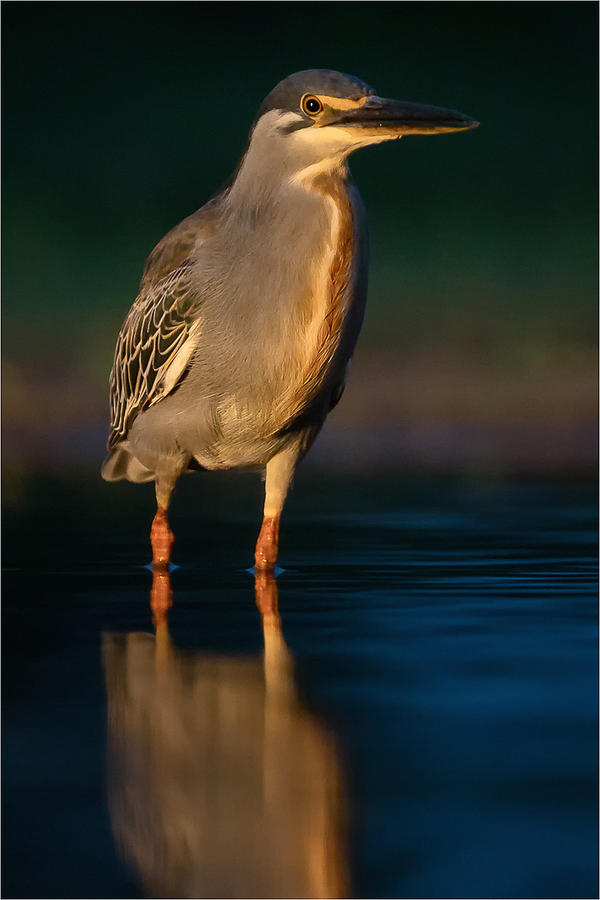 Bird Photograph - Early Morning Blue Light by Herman Van Der Walt