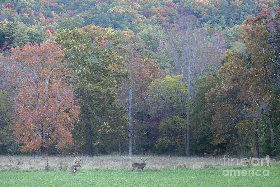 Early Morning Deer Photograph by Reva Dow