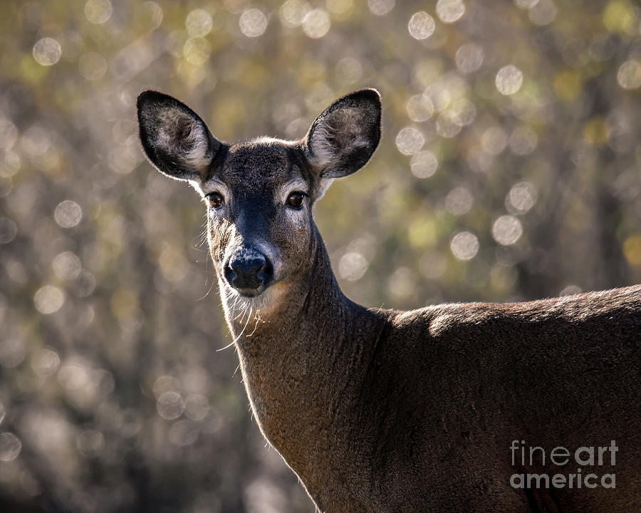 Early Morning Doe Photograph by Amy Porter