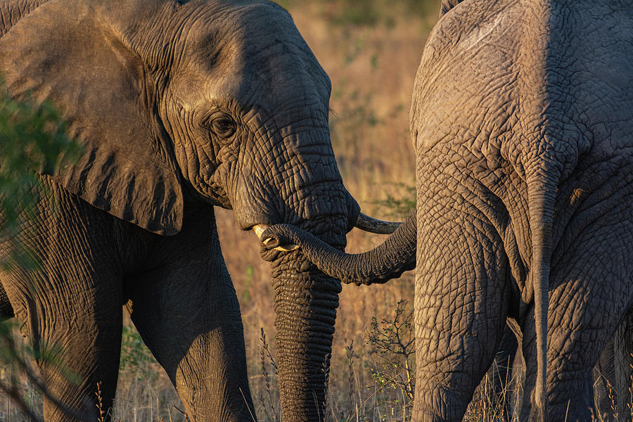 Early Morning Elephant Greeting Photograph by Douglas Wielfaert